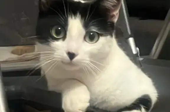 Chachoue, chatte perdue, noire et blanche - photo