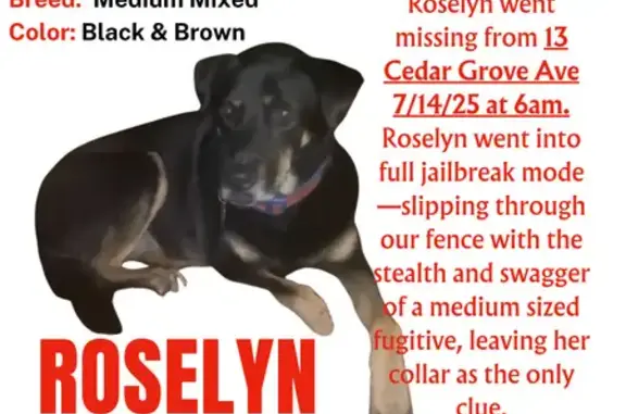 Help Find Rosalyn: Blind & Deaf Dog Lost