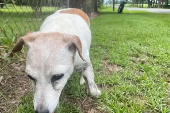 Found: Elderly Dog on West Hwy 329