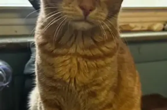 Lost Shy Orange Cat - Ives Rd, East Greenwich