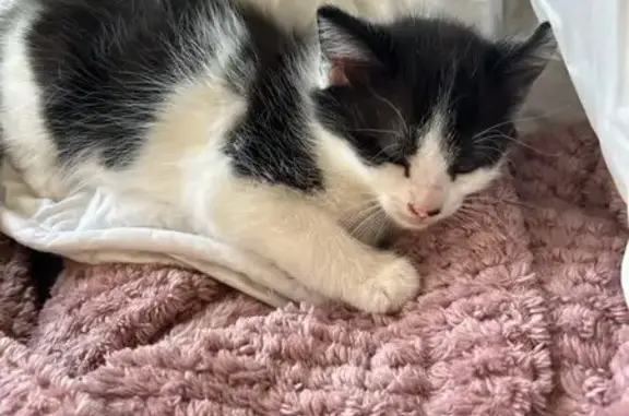 Chaton noir et blanc perdu à Bellerive - photo