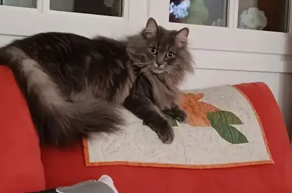 Chat perdu, , photo: Chat Gris 2 Ans Perdu à La Meauffe