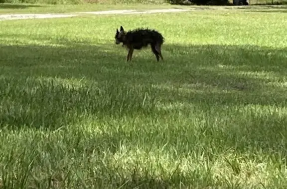 Found dog Hilliard, photo: Found Dog: Wiry Fur & Colorful Collar
