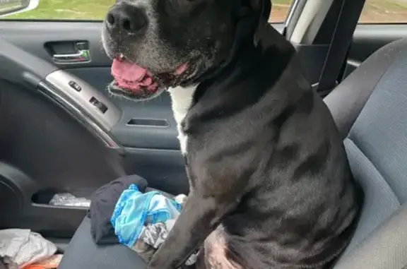 Found dog Columbus, photo: Found Dog on East Deshler Ave, Columbus