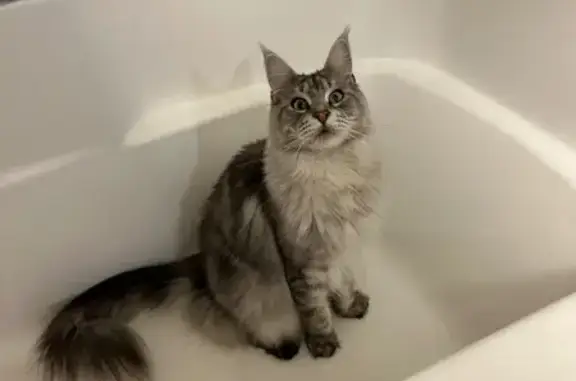 Missing cat San Diego, photo: Help Find Gus: Fluffy, Skittish Cat Lost
