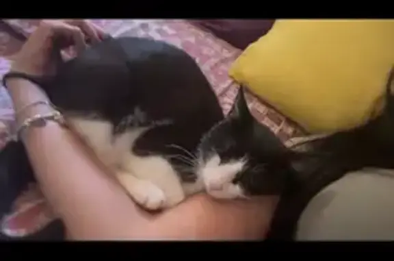 Gata Perdida: Blanca y Negra, Ojos Verdes