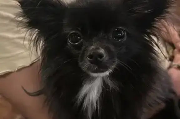 Lost: Black Pomeranian Mix in Mesquite