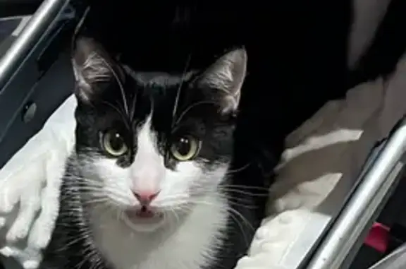 Gato Perdido: Mishu, Blanco y Negro con Collar Azul