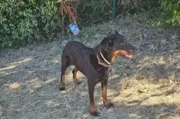Chien trouvé Aix-en-Provence, photo: Beauceron mâle trouvé à Aix-en-Provence