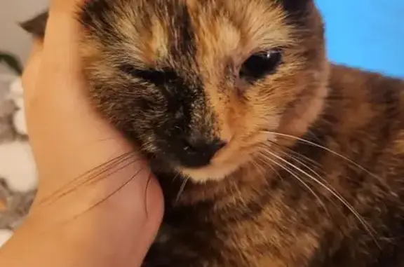 Lost Tortoiseshell Cat: Vienna, Help!