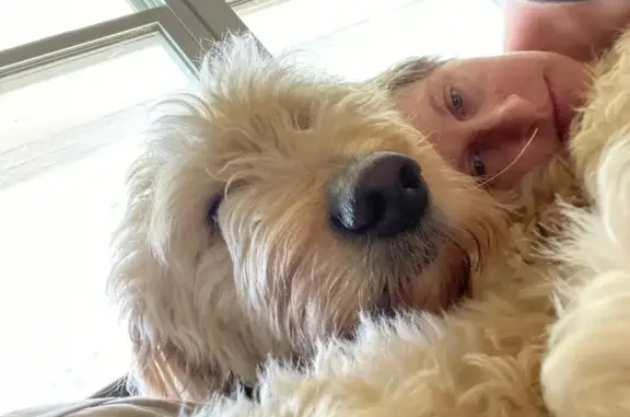 Lost Tan Dog: Scared, Black Collar, Hampton