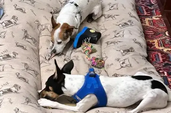 Perros Bodegueros Perdidos en Marbella