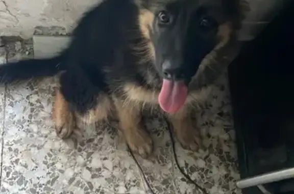 Perdida: Cachorra Pastor Alemán en Huércal