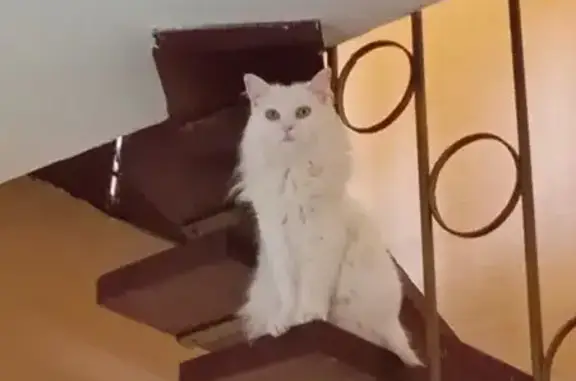 ¡Ayuda! Gata Blanca Perdida en El Puerto