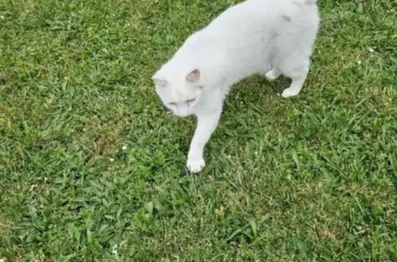 Chat blanc sourd perdu à Vivy - photo