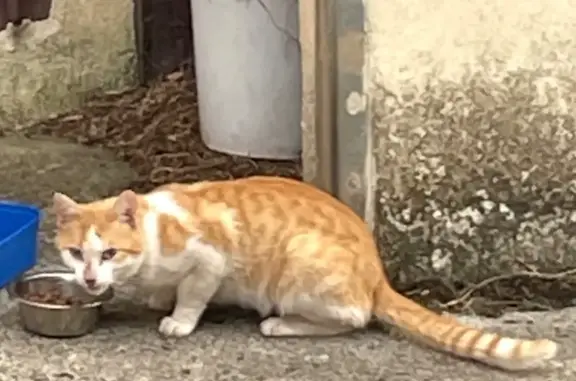 Animaux trouvés , photo: Chat roux-blanc câlin trouvé à Lagraulière