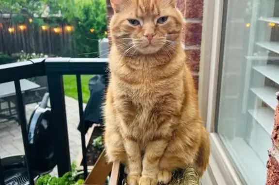 Lost Cat: Orange, Striped Tail in Burlington