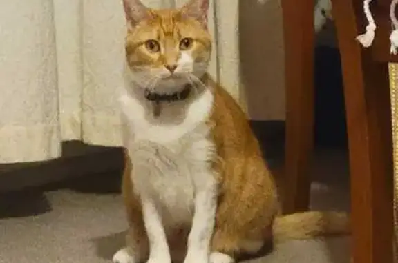 Chat perdu, Vern-sur-Seiche, photo: Chat perdue : femelle craintive, orange/blanc
