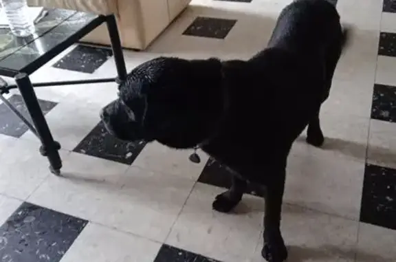 Chien trouvé , photo: Jeune Labrador noir trouvé à Saint-Maclou