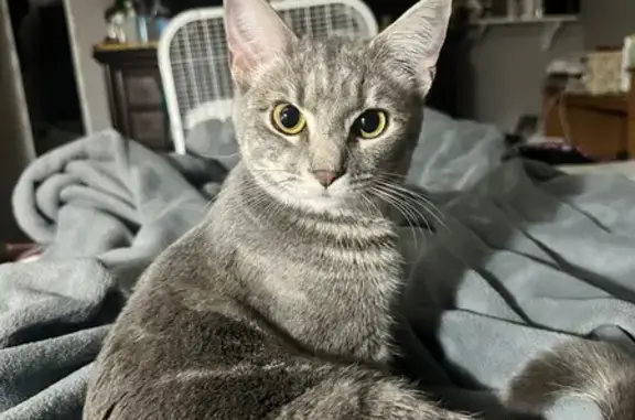 Missing cat Fairfax, photo: Lost Cat on Rippon Lodge Dr, Fairfax