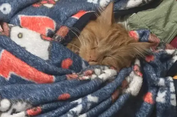 Help Find Fluffy Orange Cat, Partially Blind