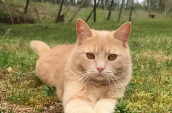 Chat roux perdu à La Chapelle-Saint-Mesmin - photo