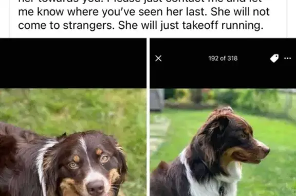 Lost Red Tri Aussie on West Main St!