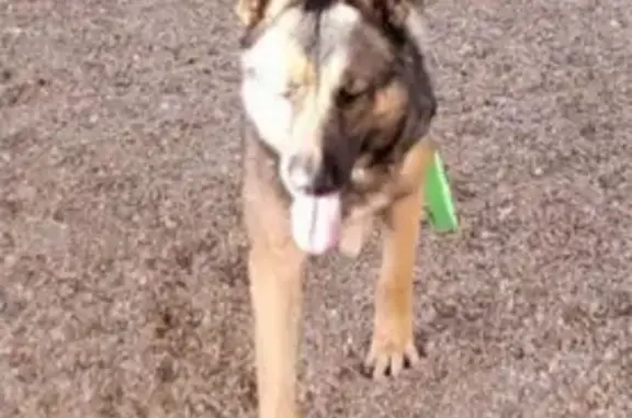 Lost German Shepherd: Zeus in Tucson