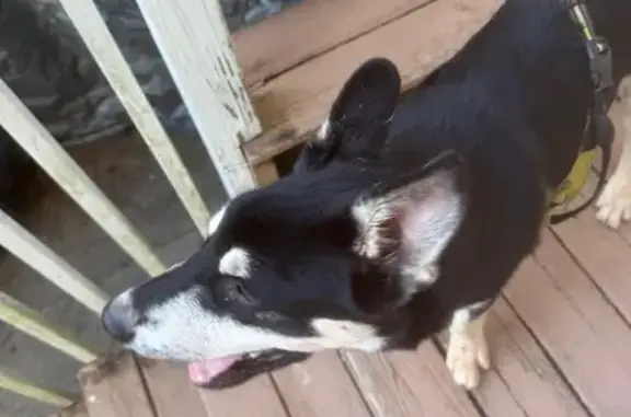 Found dog Norcross, photo: Found Dog: Unique Eyes, Norcross Area