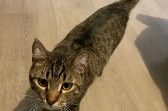 Chat perdue Youma, timide, Rue d'Andelnans - photo