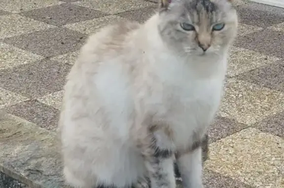 Chat perdu, Guilers, photo: Chatte perdue, yeux bleus, câline, Guilers