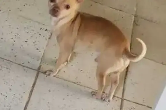 Perro Café Claro Perdido en San Luis RC