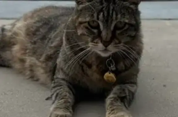 Lost Tabby Cat 'Coogie' in San Diego