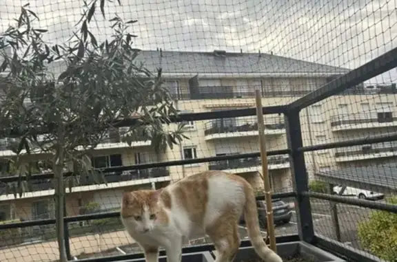 Chat perdu, Le Mans, photo: Chat perdue, Rue d'Isaac, Le Mans