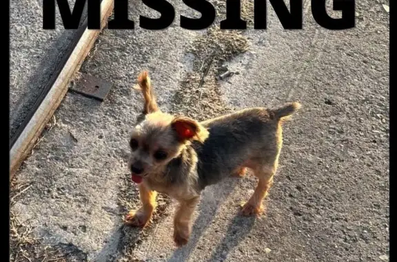 Missing dog McAllen, photo: Lost Yorkie Vivi: Small, Black & Brown