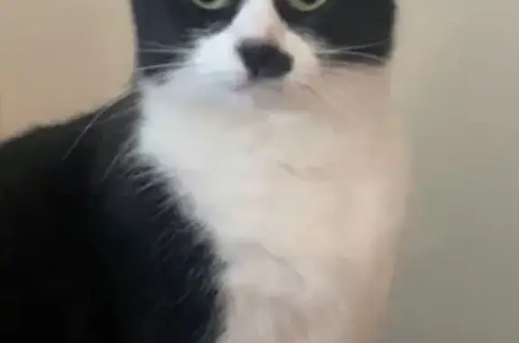 Lost Tuxedo Cat: 'Little Lady' Missing