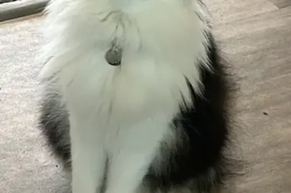 Lost Cat: Fluffy Black & White on Gamelin
