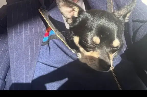 Lost Dog: Black & Tan, Fast Runner, Daisy St