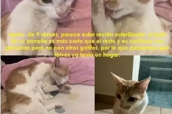 Gato encontrado Aguascalientes, foto: Gatita Blanca y Naranja Encontrada en Aguascalientes