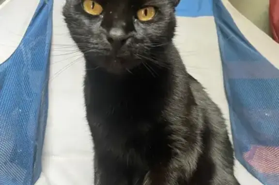 Lost Black Cat: Yellow Eyes, Elmgrove Ave