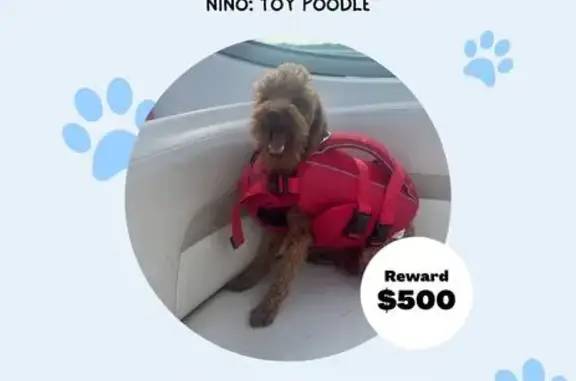 Lost Dog: Male Mohawk on Thaxton Rd