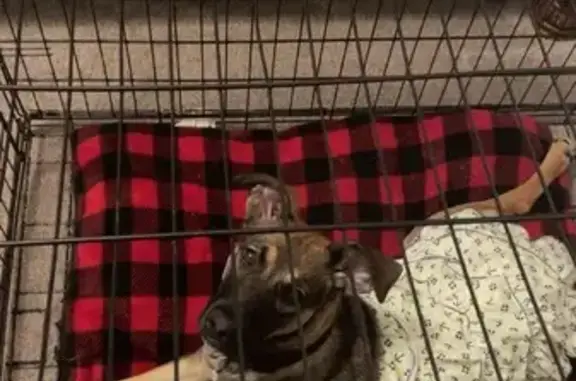 Lost Dog with Collar on West Mountain St