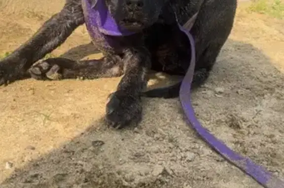 Lost 3-Month Pit-Lab: Purple Harness
