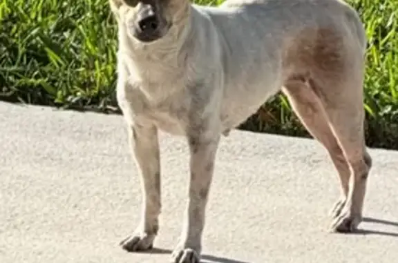 Found pets Homestead, photo: Found Tan Dog with Spots in Homestead