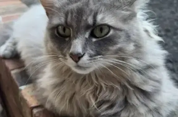 Lost Cat: Fluffy Gray & White in Asheboro