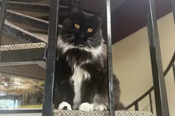 Lost Cat: Friendly, Microchipped in Ocala