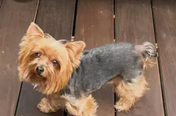 Lost Dog: Pink Collar on Lovering Ave