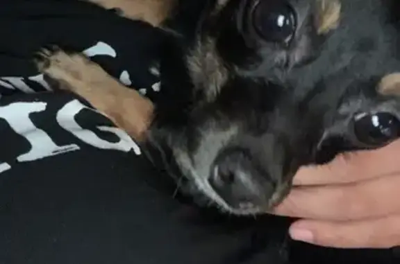 Missing dog Los Angeles, photo: Lost Chihuahua: Milo, East 78th LA