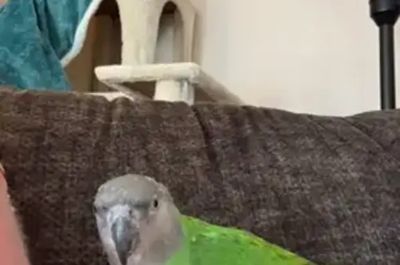 Lost and found pets Council Bluffs, photo: Lost Senegal Parrot: Help Find Her!