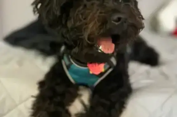 Missing dog , photo: Lost Dog: Black Tongue Mark, Blue Collar